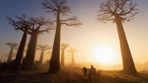 oxcart-baobab-trees-madagascar-by-marsel-van-oosten