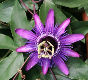 passiflora